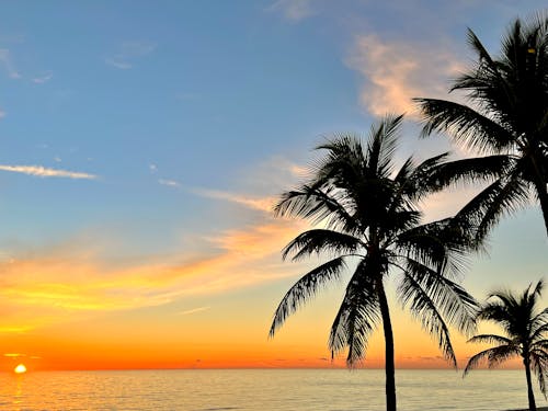 Background golden sunrise sunset ocean view  and palm