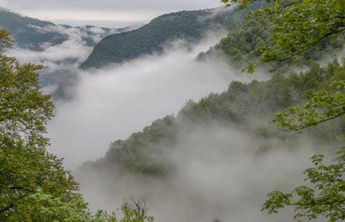 Mist over Woodland in Valley
