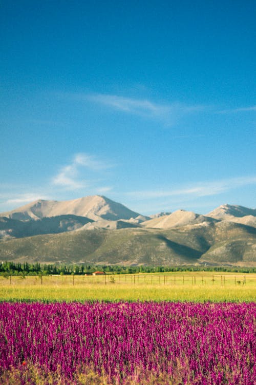 Imagine de stoc gratuită din natură, primăvară