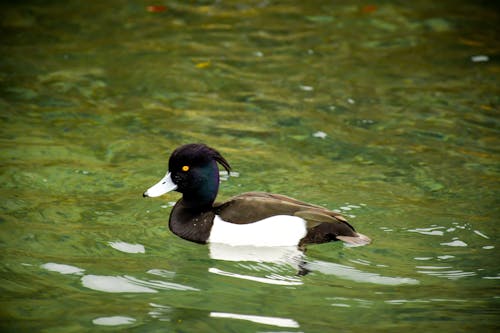 Tufted Duck Swimming In the Water