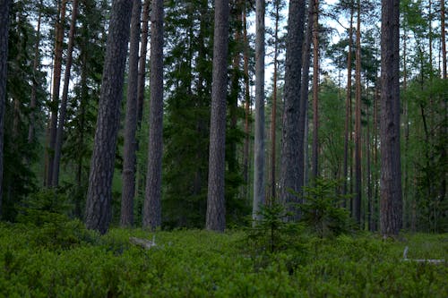 Gratis stockfoto met bomen, Bos, bossen