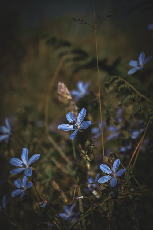 Blooming Blue Wildflowers