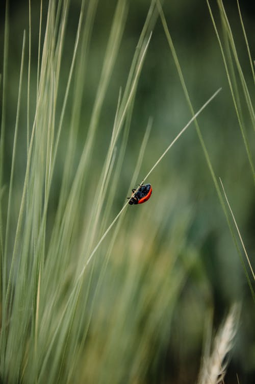 böcek, çim, dikey atış içeren Ücretsiz stok fotoğraf