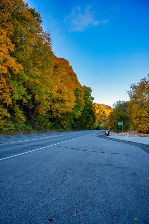A road with trees in the fall