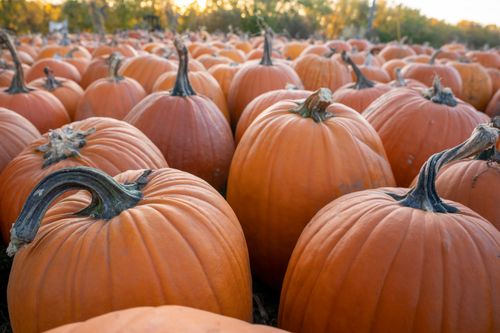 Free A vast field of orange pumpkins basking in the golden glow of sunset in Pepin, Wisconsin. Stock Photo