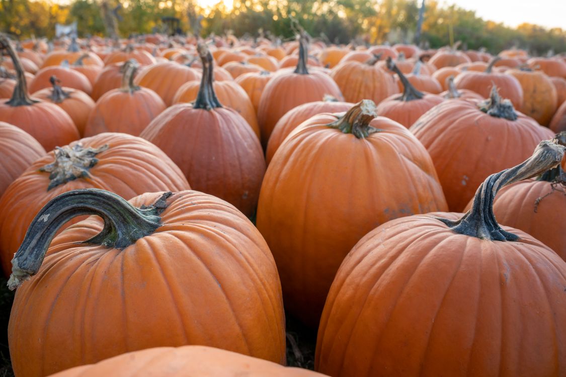 Abundance of Orange Pumpkins · Free Stock Photo