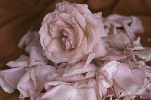Free A close-up shot of a pink rose with dewdrops surrounded by scattered petals. Stock Photo