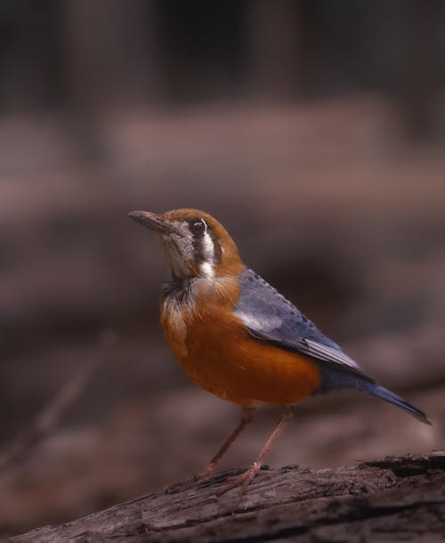 Orane-headed Thrush Bird