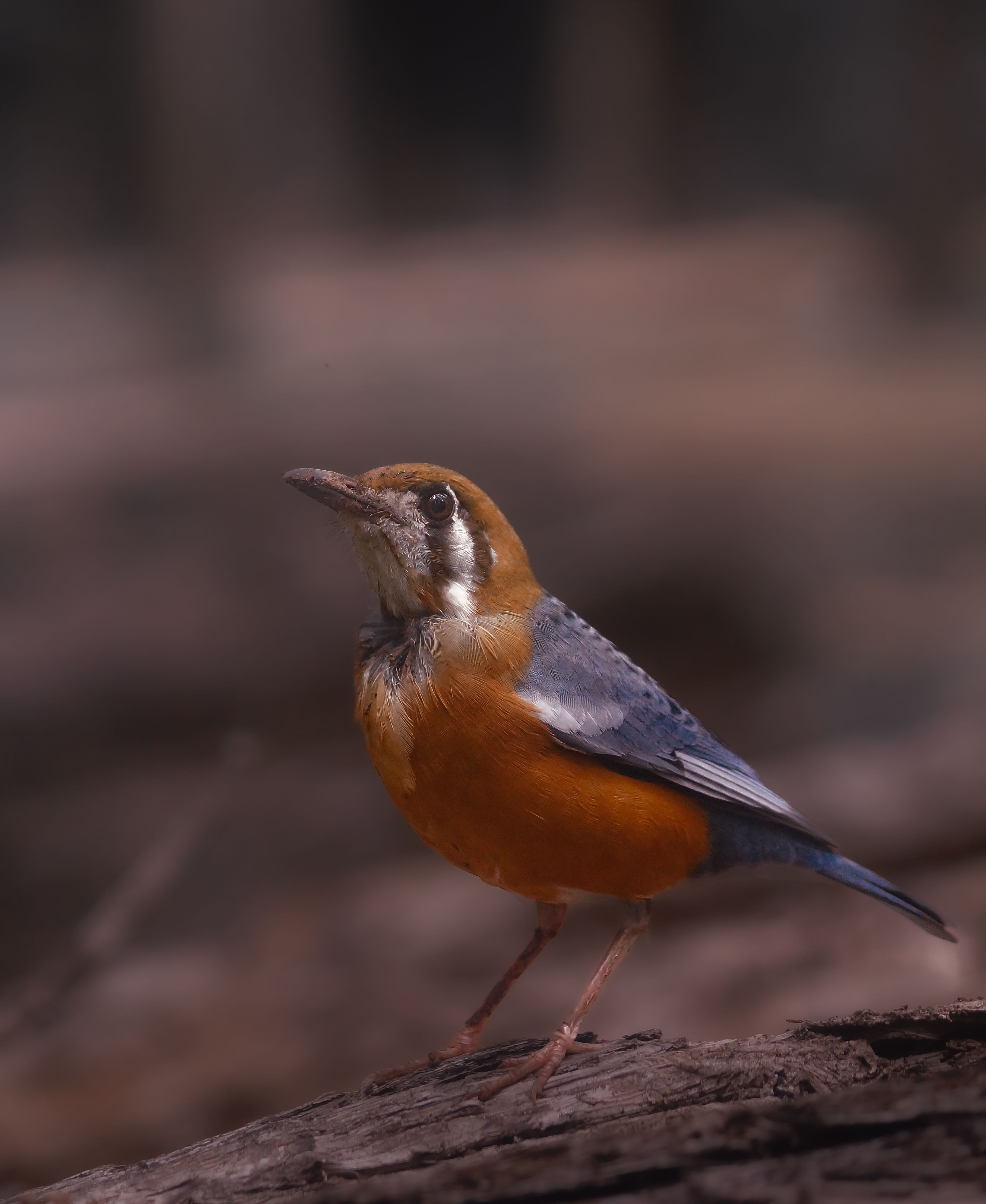 Bird image · Free Stock Photo