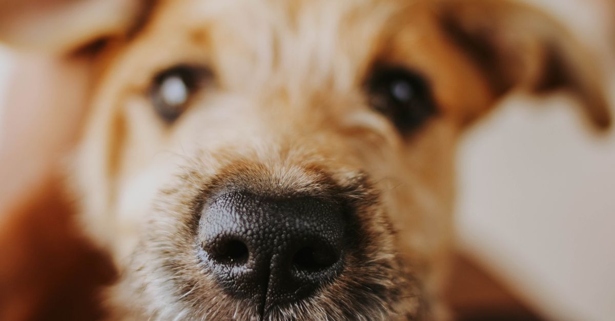 Tear Stains in Senior Dogs: Causes and Treatment Guide