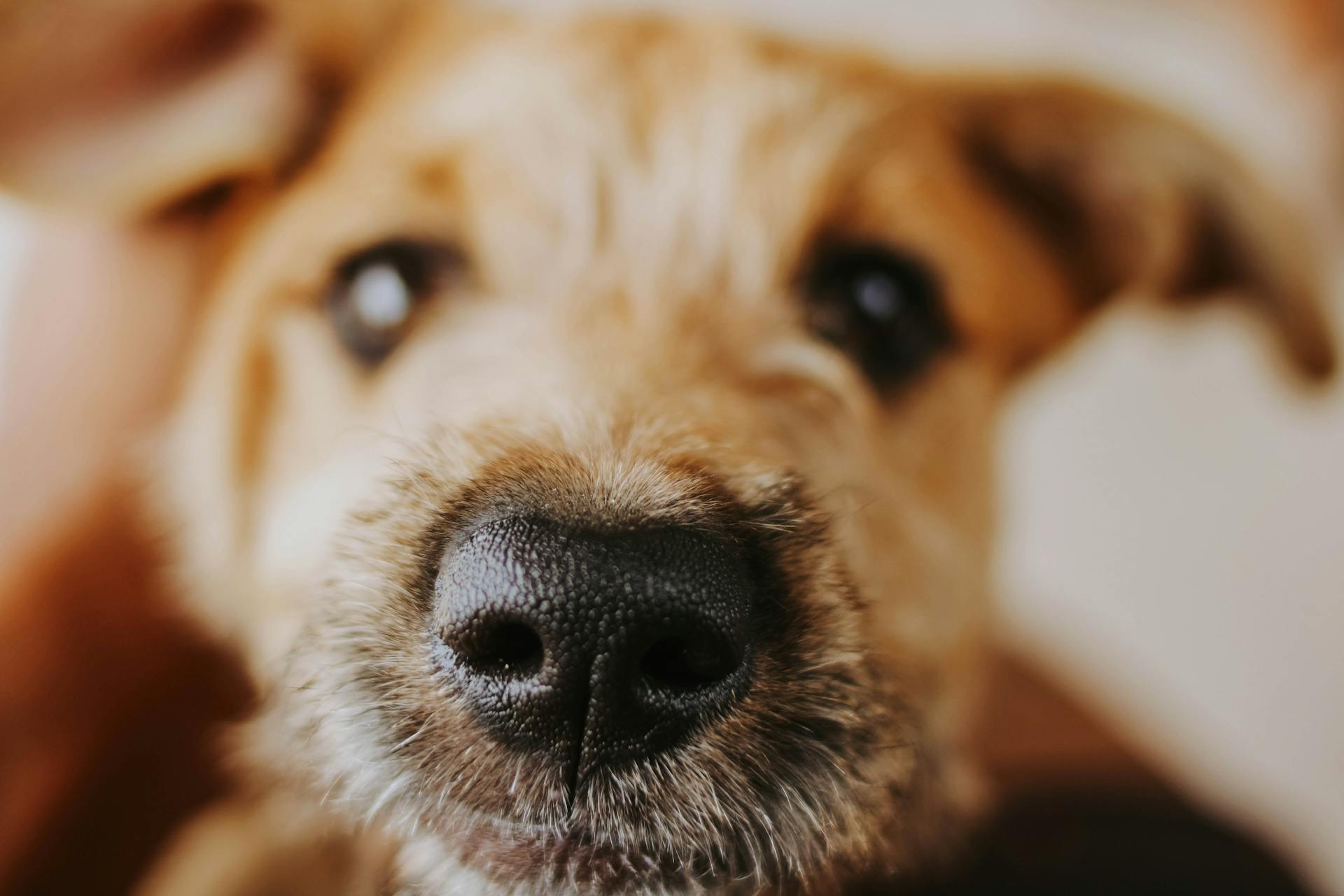 Le nez du chien