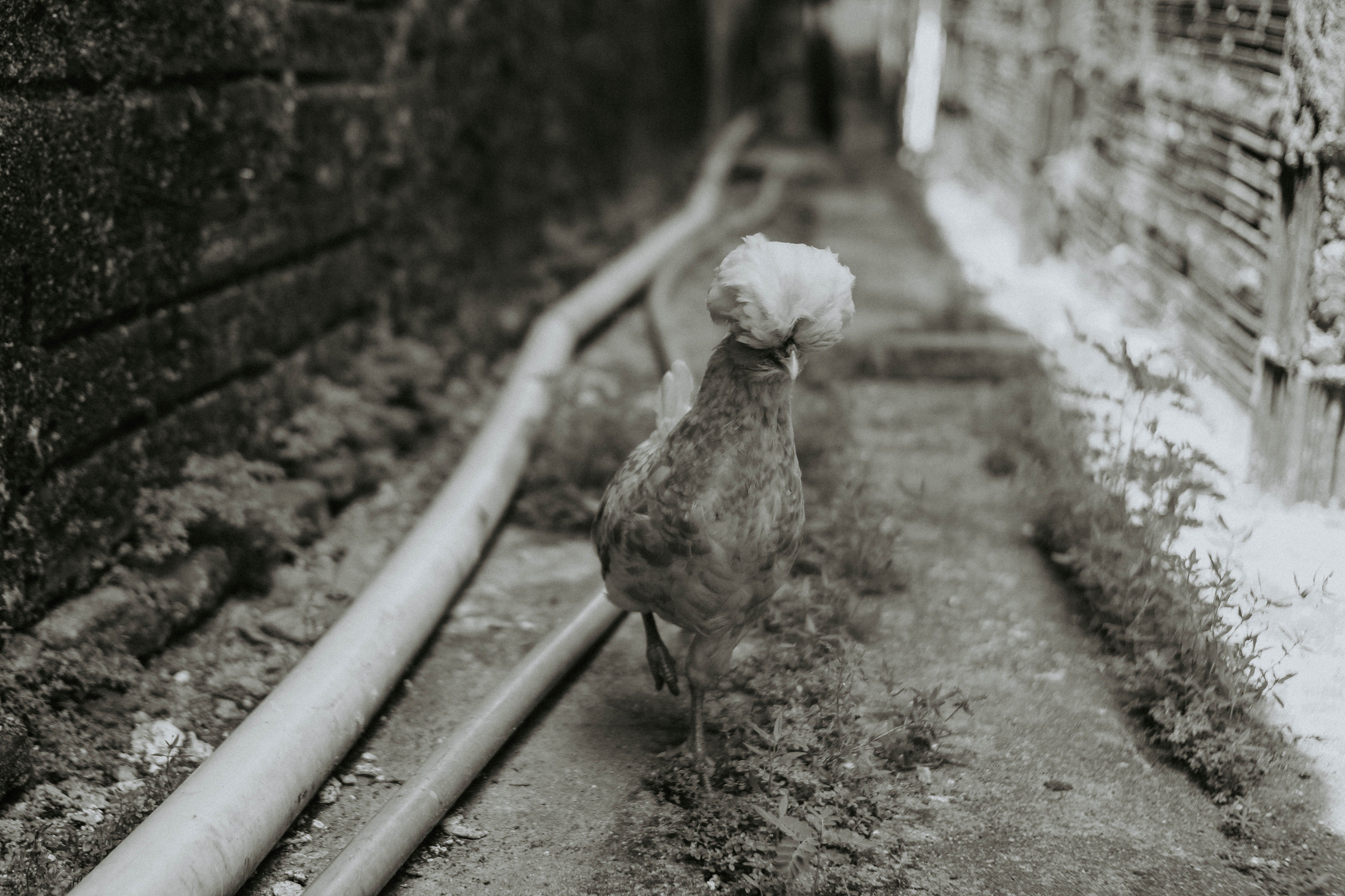 Chicken in De Rough