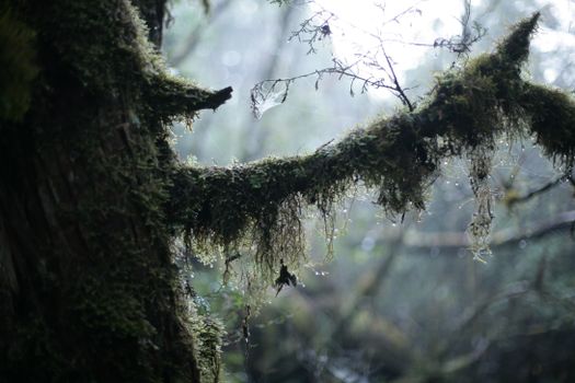 Atmospheric photo of a moss-covered branch in a misty forest, evoking tranquility.. atmospheric, photo, moss