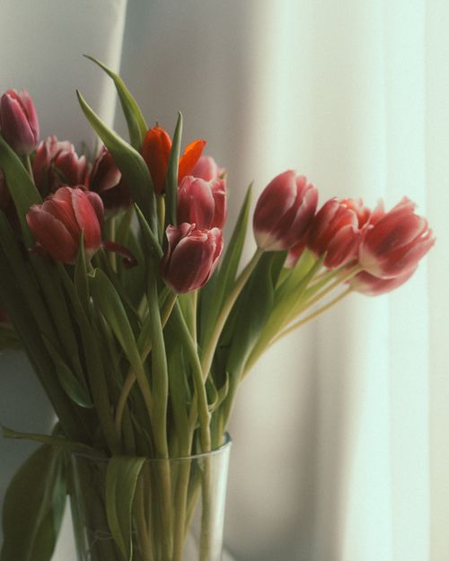 Free A beautiful bouquet of vibrant tulips in a clear vase against a soft background, perfect for spring themes. Stock Photo