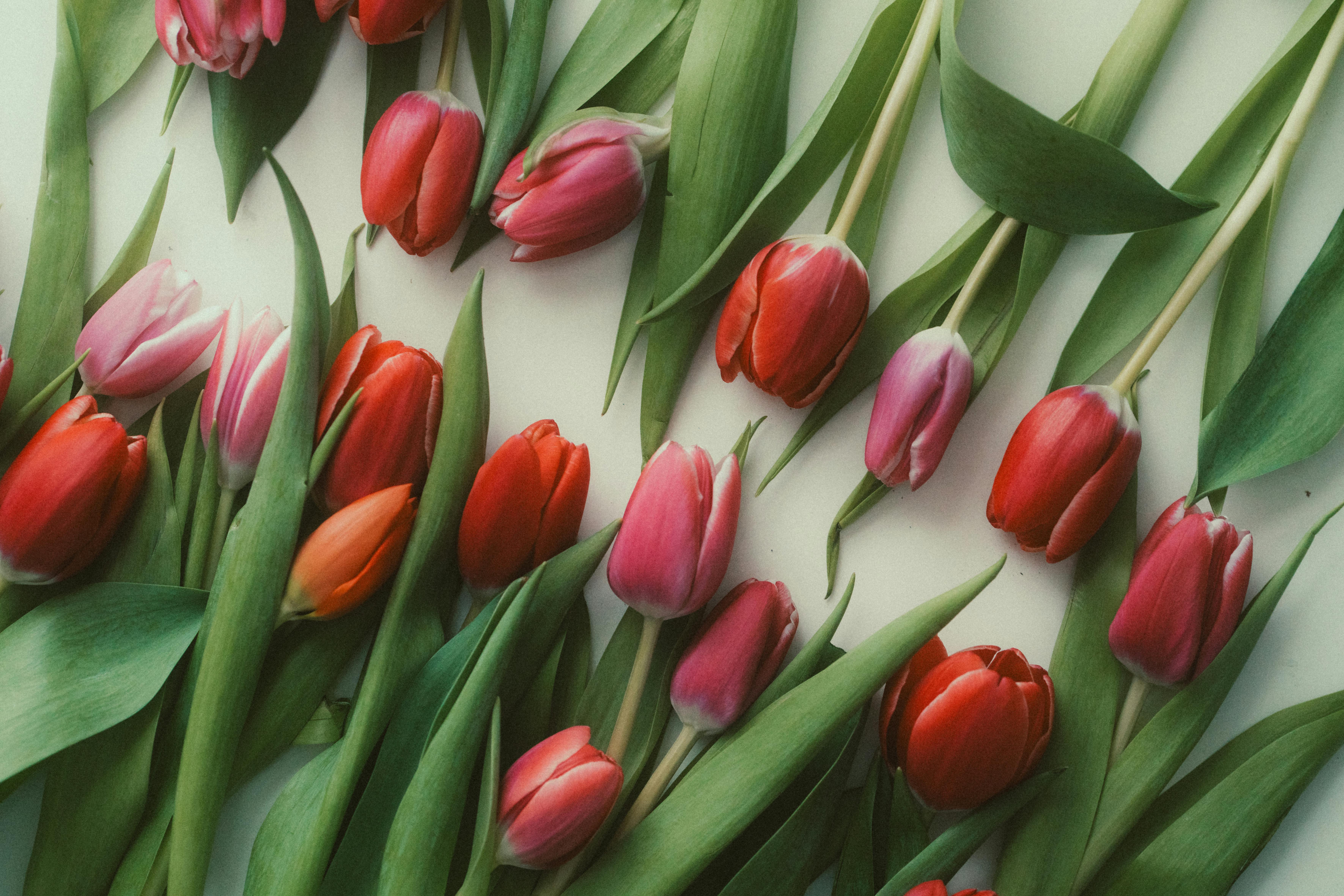 Red and Pink Tulips in Rows · Free Stock Photo