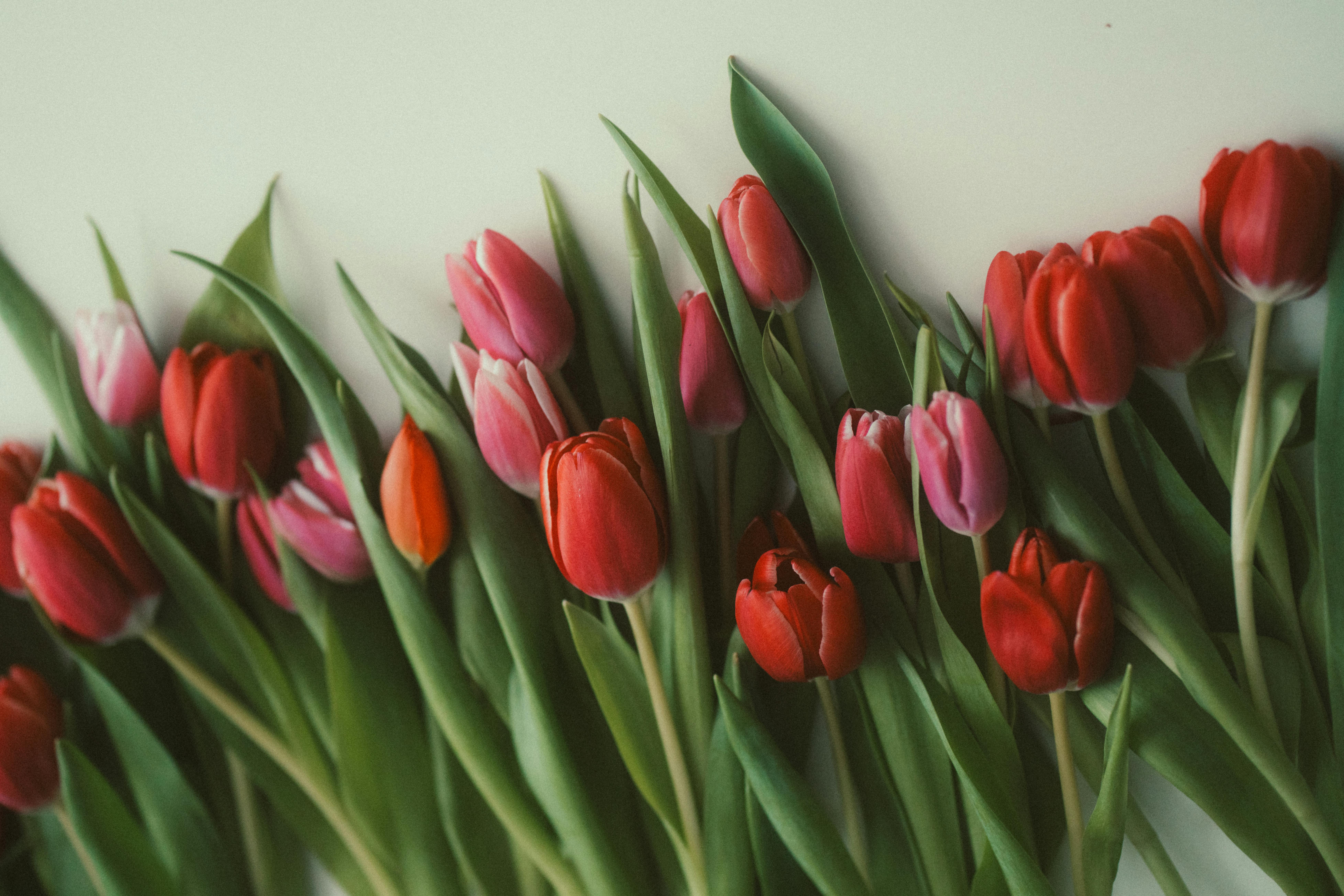 A vibrant top view of fresh red and pink tulips against a neutral background, ideal for spring themes.