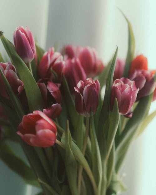 꽃, 부케, 분홍색의 무료 스톡 사진