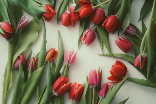 Darmowe zdjęcie z galerii z białe tło, czerwony, kwiaty