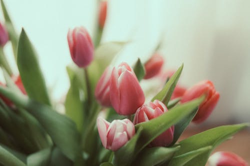 Darmowe zdjęcie z galerii z bukiet, kwiaty, różowy
