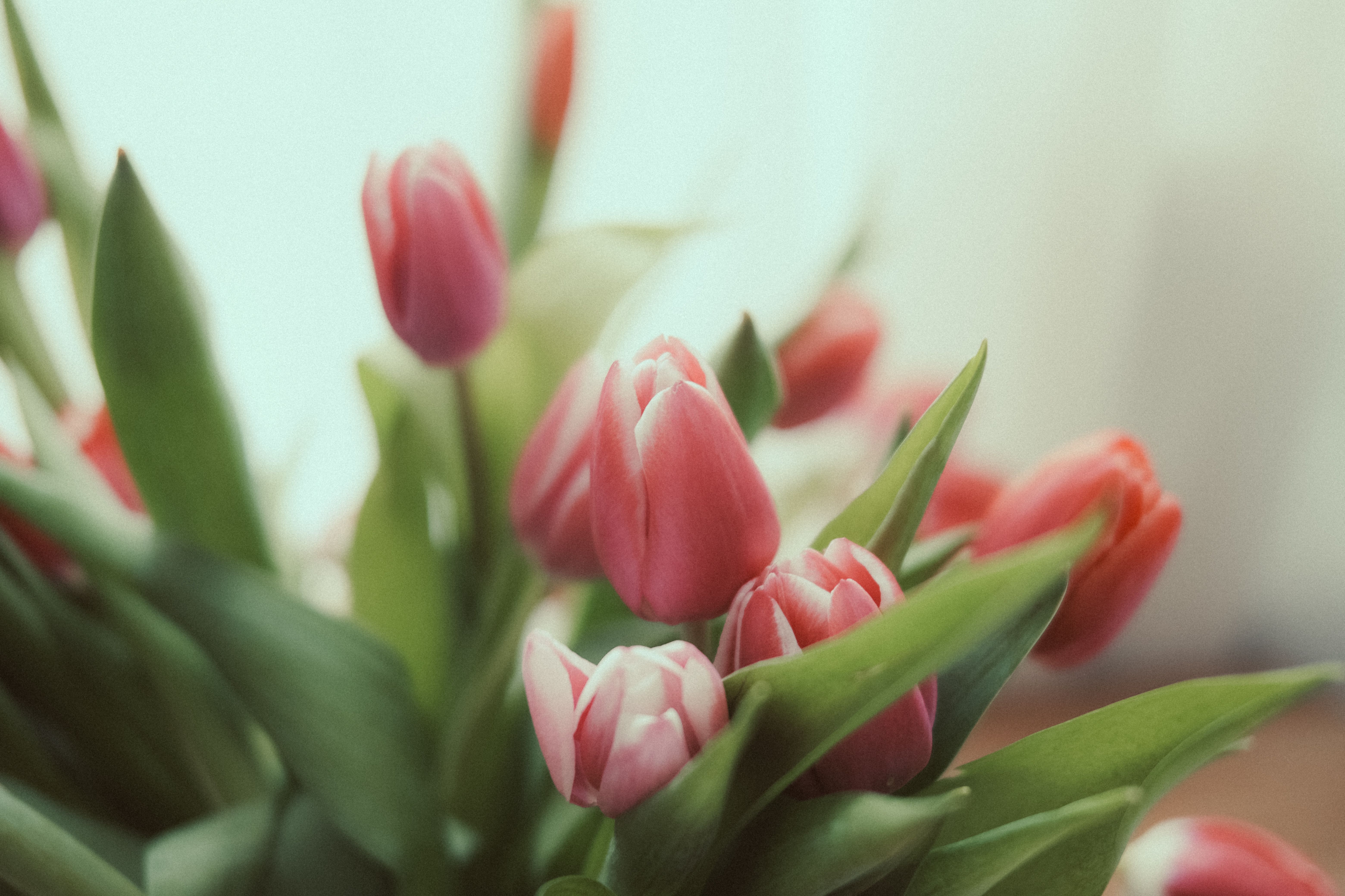 Close up of Pink Tulips · Free Stock Photo