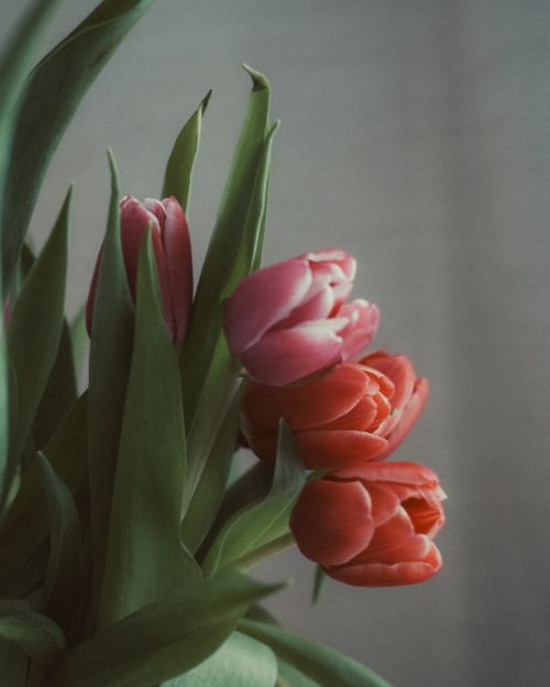 Free A beautiful close-up of fresh pink and red tulips against a soft gray background. Stock Photo