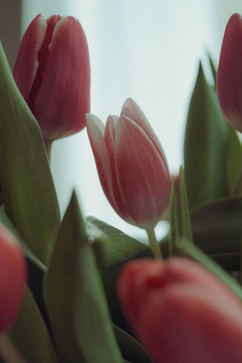 Free Close-up of pink tulips with green leaves against a subtle background, capturing natural elegance. Stock Photo