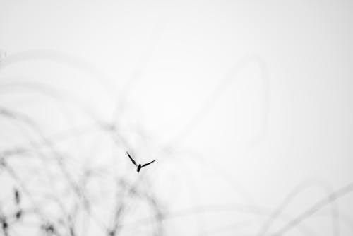Ilmainen kuvapankkikuva tunnisteilla lintujen valokuvaus, musta-whitem, mustavalkovalokuvaus