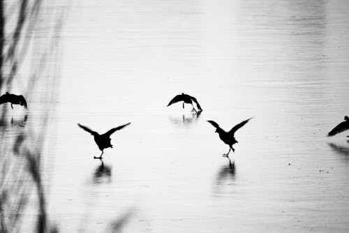 คลังภาพถ่ายฟรี ของ การถ่ายภาพขาวดำ, การถ่ายภาพนก, พื้นผิวทะเลสาบ