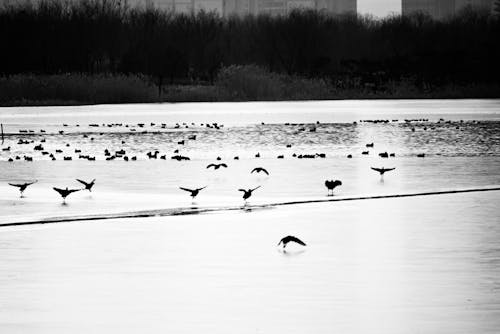 Ilmainen kuvapankkikuva tunnisteilla jään pinta, järven pinta, lintujen valokuvaus
