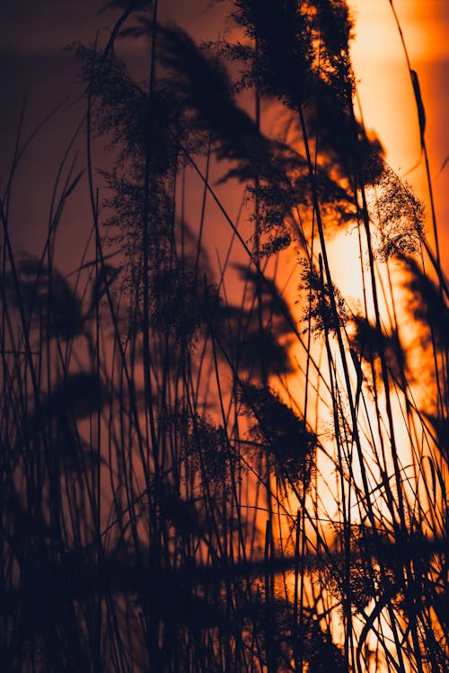 Ilmainen kuvapankkikuva tunnisteilla auringonlasku, ilta, kasvit