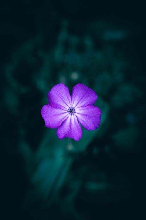 Free Close-up of a vibrant purple flower with a blurred dark background, highlighting its delicate petals. Stock Photo