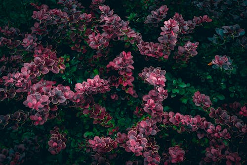 A close up of red and green Barberry bush leaves