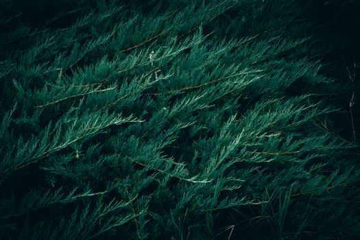 Close-up of green juniper foliage with a dark, moody atmosphere, perfect for backgrounds.