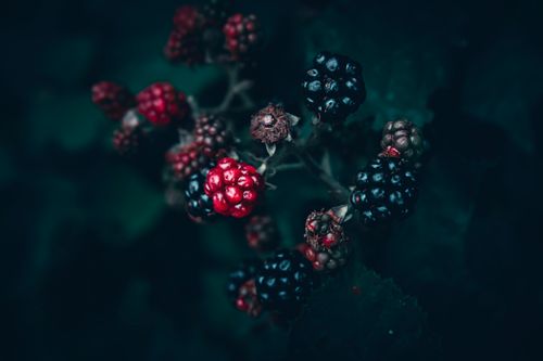 Free Close-up photo of ripe and unripe blackberries and raspberries with a dark, moody background. Stock Photo