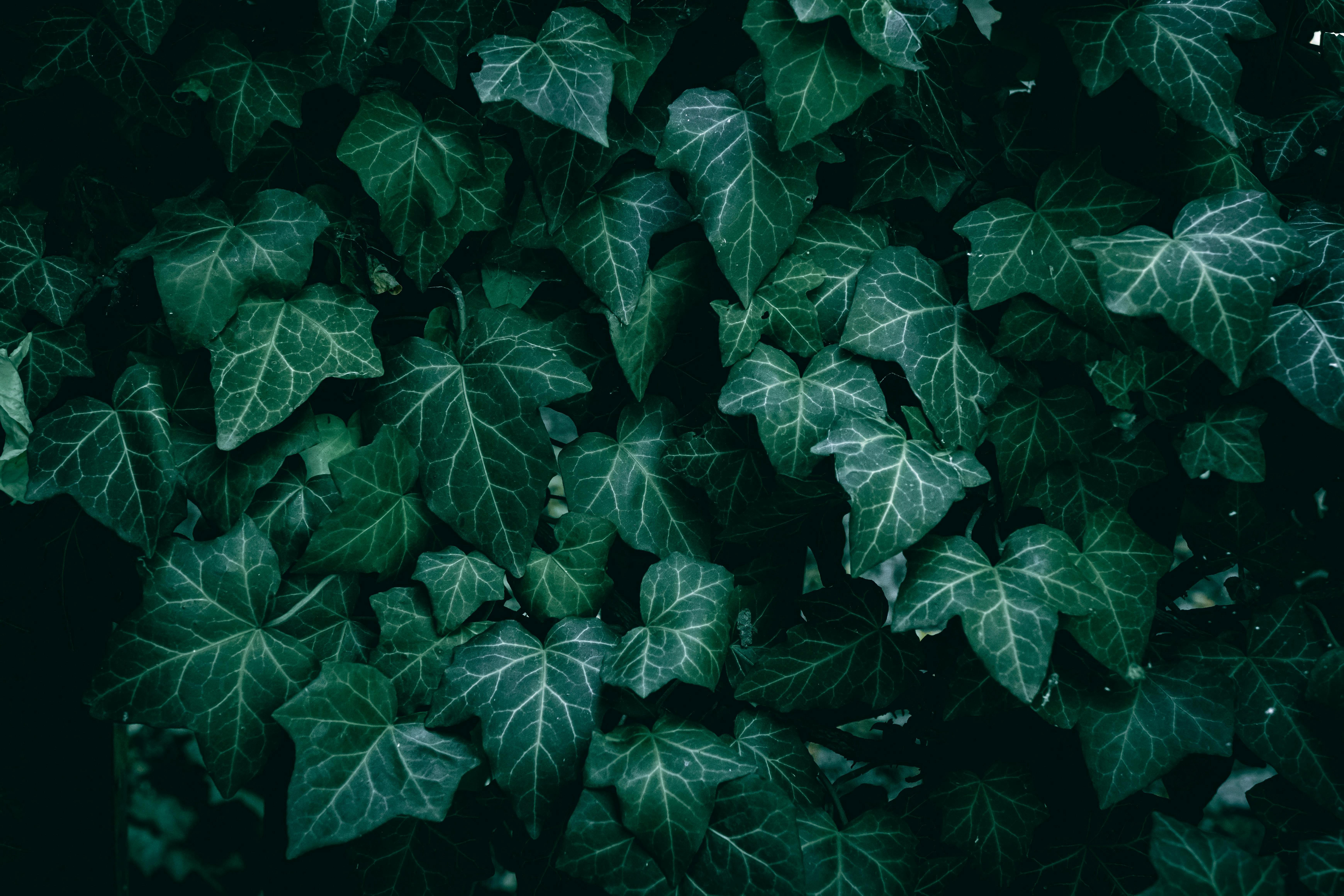 gardening leave — Photo by Wyxina Tresse on Pexels