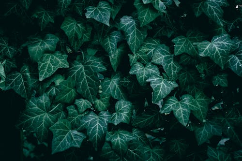 Dark Image of a Green Ivy