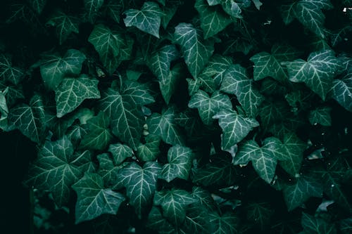 A close up of common green ivy texture