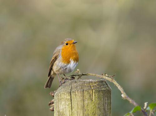 Free Charming European robin (Erithacus rubecula) perched on a wooden post in natural habitat. Stock Photo