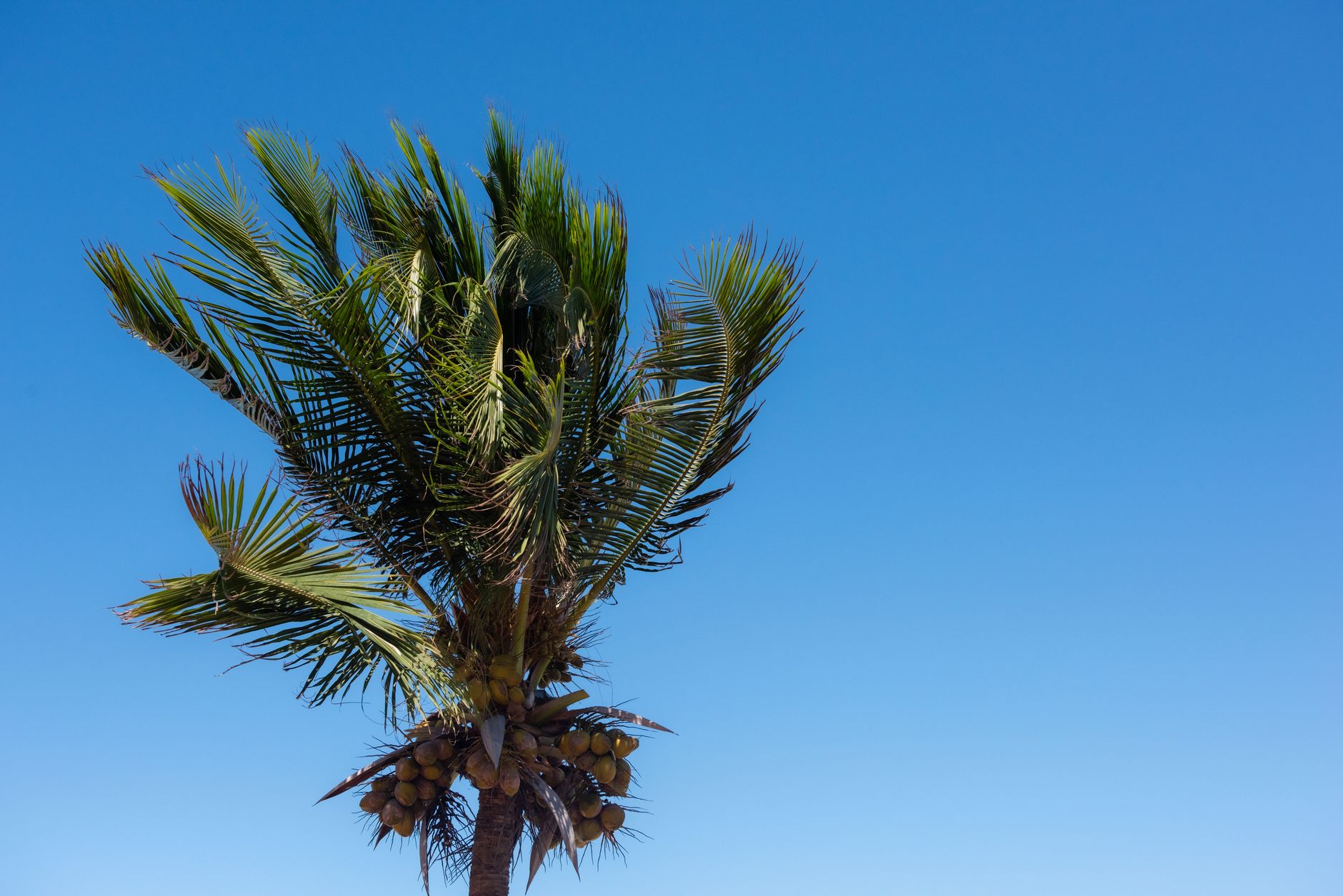 A tall palm tree sways against a clear blue sky in Cartagena, Colombia.