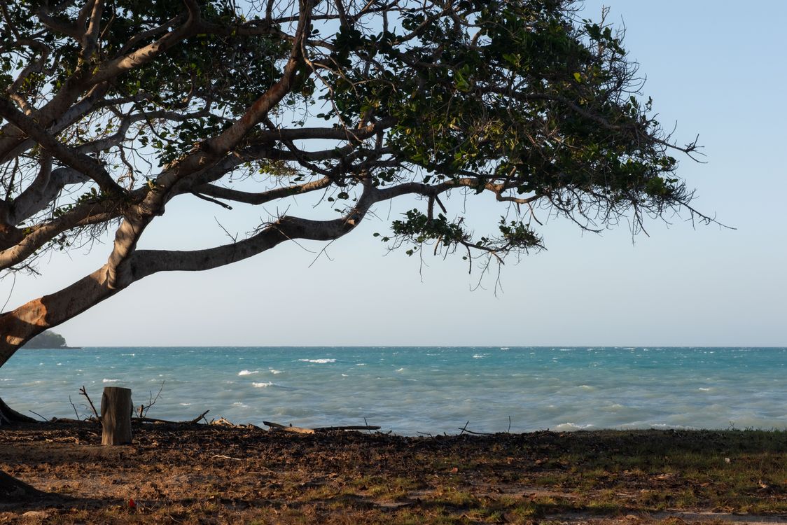 Tree Ocean Side Tree on Sea Coast · Free Stock Photo