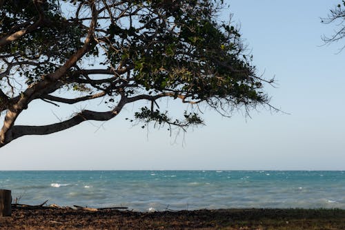 Tree on Sea Shore
