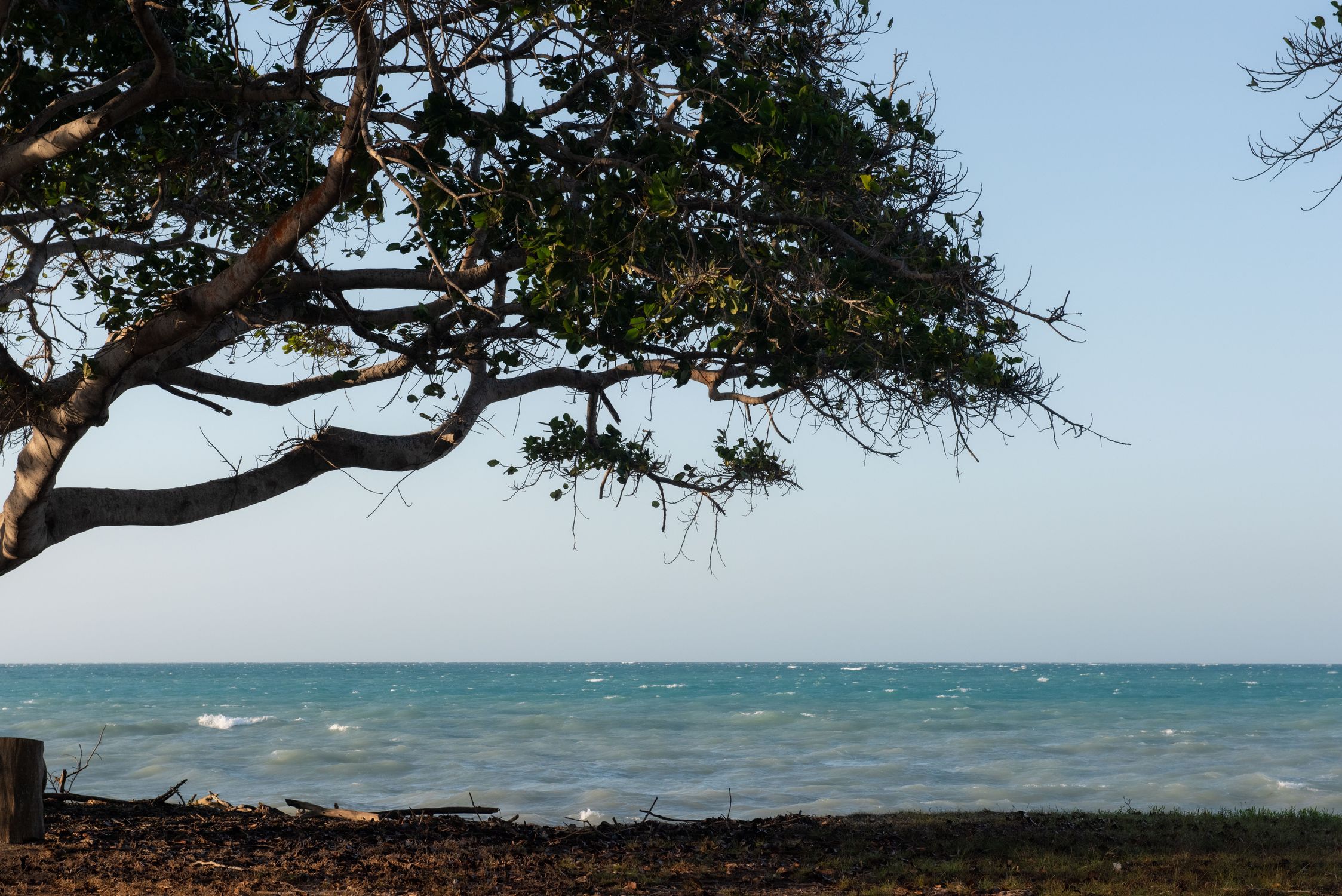 Tree Ocean Side Tree on Sea Shore · Free Stock Photo