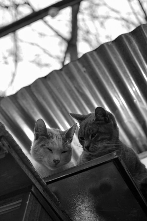 Free Charming black and white photo of cats sitting on a metal rooftop, gazing curiously. Stock Photo