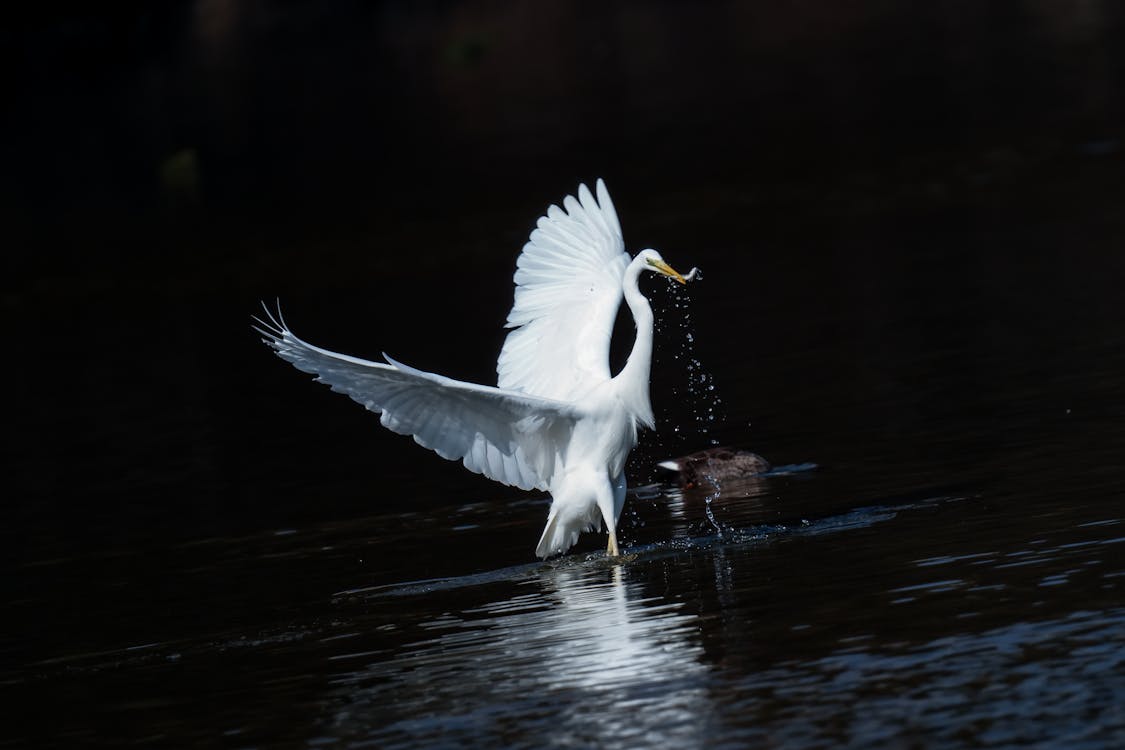 Gratis stockfoto met aviaire, dierenfotografie, grote zilverreiger