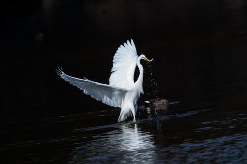 Free A great egret gracefully spreads its wings, capturing a fish in its beak over a dark, tranquil body of water. Stock Photo