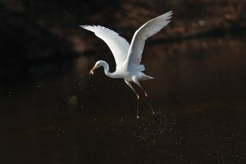 A white bird flying over a body of water