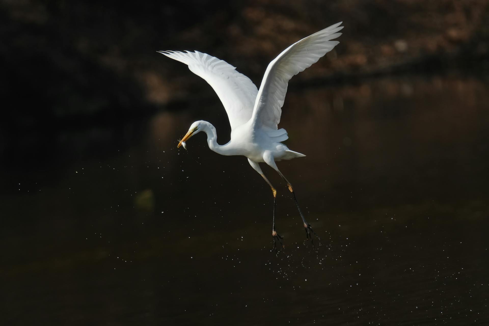 Egret Flying with Prey