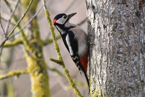 Free A detailed shot of a great spotted woodpecker perched on a tree trunk in its natural habitat. Stock Photo