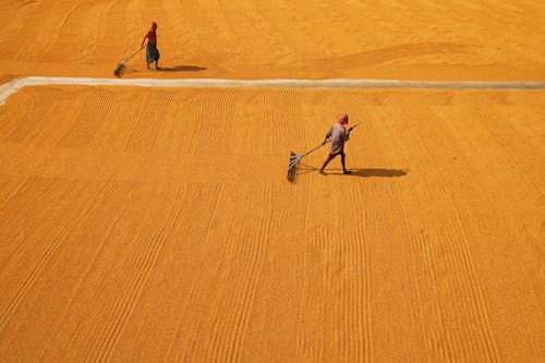 Immagine gratuita di agricoltura, calore, campo