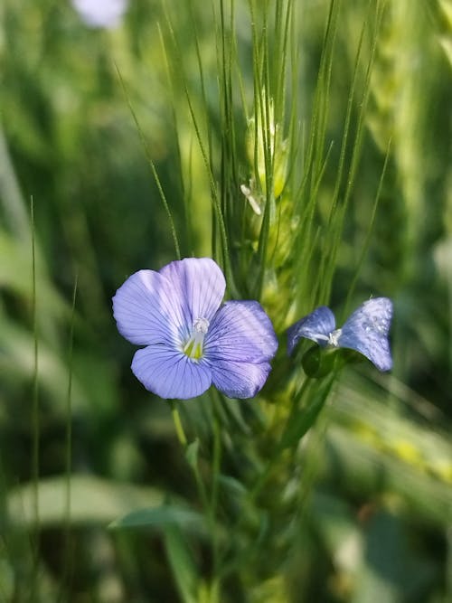 A single purple flower in the middle of a field